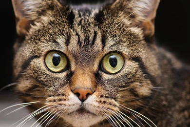 Download Wallpapers 2560x1600 Cat, Eyes, Face, Close up, Fear ...