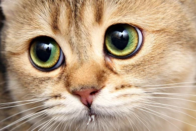 Download Wallpapers 1920x1080 Cat, Face, Close up, Eyes Full HD ...