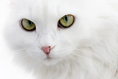 White Cat Face Wallpapers