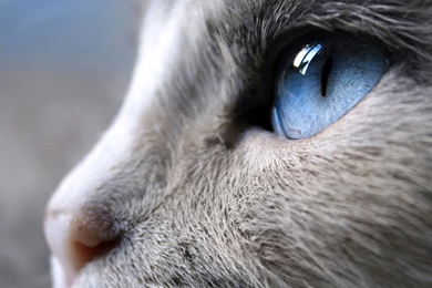 Wallpapers Cat, Face, Eye, Macro Desktop Wallpapers » Animals ...