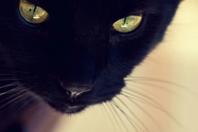 Download Wallpapers 1920x1080 Black Cat, Face, Eyes, Nose, Mustache ...