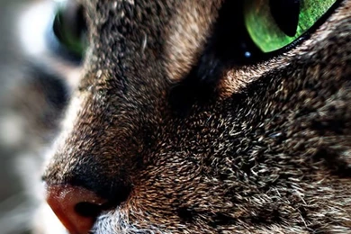 Cat Face iPhone 5 Wallpapers (640x1136)