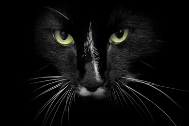 Black Cat Face >> HD Wallpaper, Get It Now!