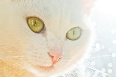 White Cat Face Wallpapers