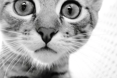 Wallpapers HD Cat Wallpapers