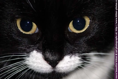 Kitten Photos Cat Photos Kitten Wallpapers Cat Wallpapers And ...