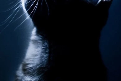 Cat Face iPhone 5s Wallpapers Download