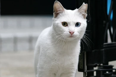 White Cat HD Wallpaper, Cute White Cat Images, New Wallpapers