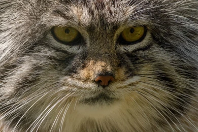 Manul Pallas Cat Wild Cat Predator Face Portrait Wallpapers ...