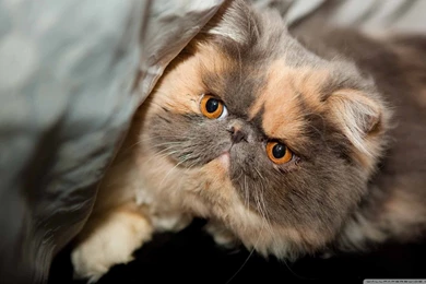 Persian Cat Face HD Desktop Wallpapers : High Definition ...