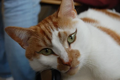 Cute cat face Wallpaper 001   Cute Cat Wallpapers