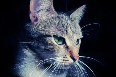 Cats cat face eyes ears hair close up hd wallpaper 25407 ...