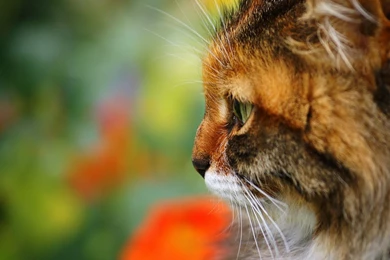 1680x1050 Cute Cat Face Wallpapers