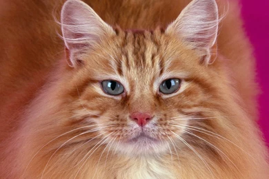Free Wallpapers Portrait Cat Close Up Face