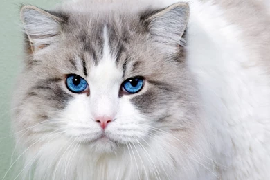 Download Wallpapers 2048x1152 Cat, Fluffy, Blue eyed, Face, Cute HD ...
