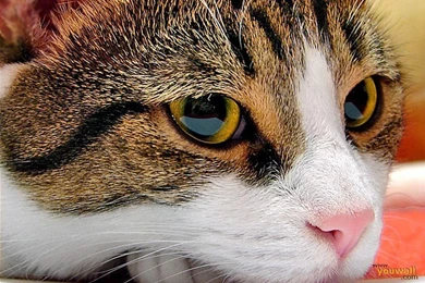 YouWall   Nice Cat Face Wallpapers   Wallpaper,wallpapers,free ...