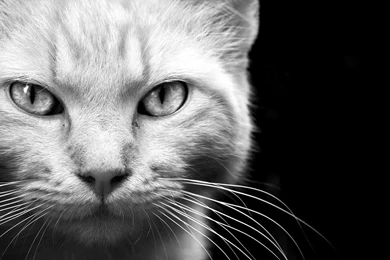 Animals Cats Felines Face Eyes Whiskers Fur Black White Monochrome ...