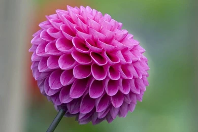 Lovely Flower Pictures Wallpapers