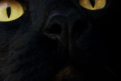 Desktop Wallpapers · Gallery · HD Notebook · Black Cat 1366x768 ...