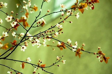 Spring Flower Backgrounds   Wallpapers Cave