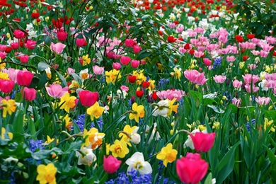 Picture Cool Backgrounds Spring Flower Wallpapers Hd Wallpapers ...