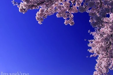 spring backgrounds spring powerpoint backgrounds and jpeg spring ppt background