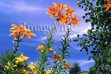Spring Backgrounds   Spring PowerPoint Backgrounds And Jpeg ...