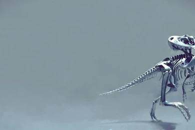 Dinosaur Full HD Wallpapers / 1920x1080