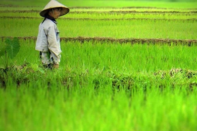 Green Spring Wallpapers   Crazy Frankenstein