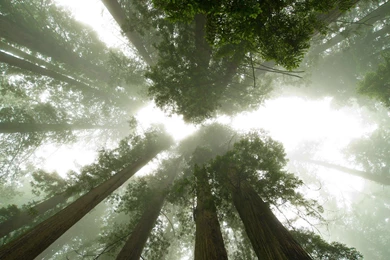 Software Category: Nature — DownloaDeer. Simply The Best.