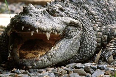 Desk Top Wallpaper, Crocodile Wallpapers