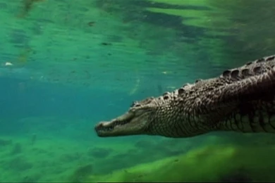 Crocodile Wallpapers