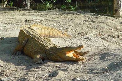 Saltwater Crocodile HD Wallpapers