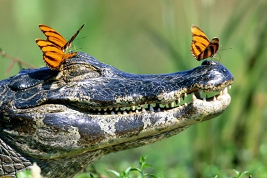 Crocodile And Butterflies HD Wallpapers
