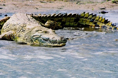 Saltwater crocodile adaptations nice hd wallpapers.jpg