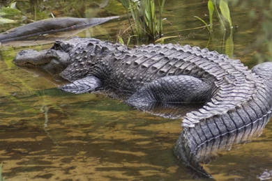 Crocodile HD Wallpapers   Download Free Full HD Animals Wallapapers ...