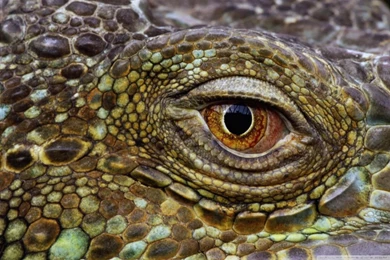 Crocodile Eye HD Desktop Wallpapers : Widescreen : High Definition ...