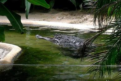 Crocodile Wallpapers   Barbaras HD Wallpapers