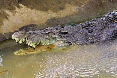 Crocodile Computer Wallpapers, Desktop Backgrounds