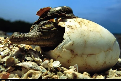 American Crocodile Picture, American Crocodile Desktop Wallpapers ...