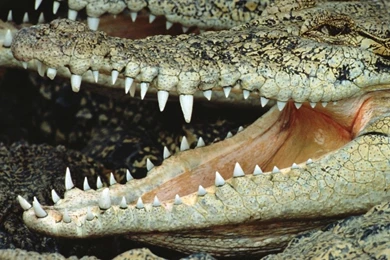 Amazing Crocodiles Pictures With Perfect HD Looks
