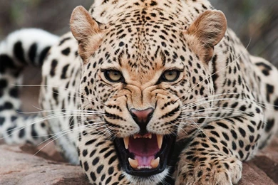 Download Lion Wallpapers Full HD