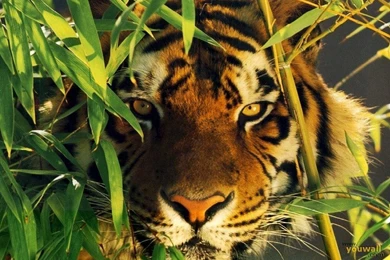 YouWall   Wild Tiger Wallpapers   Wallpaper,wallpapers,free ...