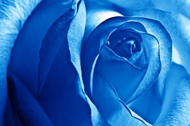 Blue Rose Wallpapers Free Download   Widescreen HD Wallpapers