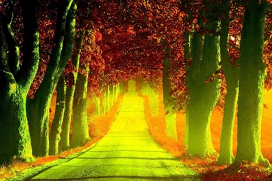 Forest Path Desktop Wallpaper, Forest Path Images, New Wallpapers