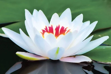 Lotus Flower Desktop Wallpapers