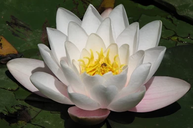Lotus Flower Desktop Wallpapers