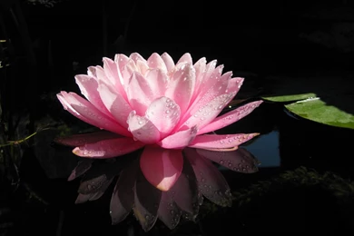 Lotus Flower Wallpapers   Desktop Backgrounds