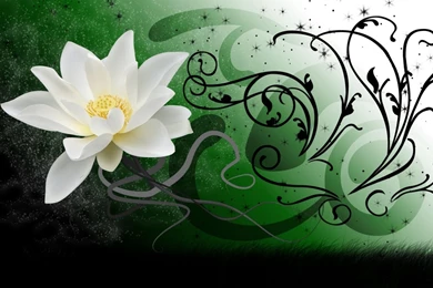 1440x900 White Lotus Desktop PC And Mac Wallpapers