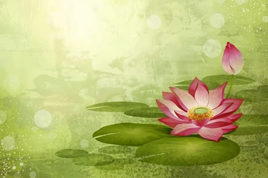Lotus Flower Desktop Wallpapers ~ Toptenpack.com